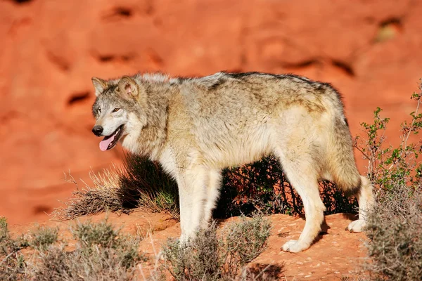 Gri Kurt (Canis lupus) — Stok fotoğraf