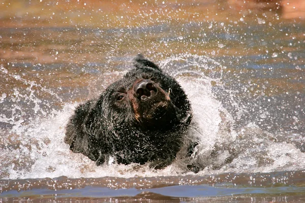 American black bear shaking in a river — Stock Photo, Image