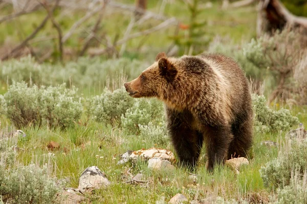 Fiatal Grizzly medve a Yellowstone Nemzeti Parkban, Wyoming — Stock Fotó