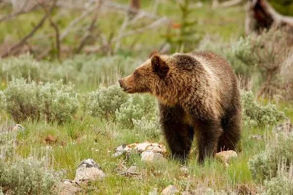 Genç Kuzey Amerika boz ayısı Yellowstone Milli Parkı, Wyoming — Stok fotoğraf