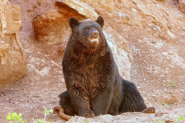 Fekete medve (Ursus americanus) — Stock Fotó