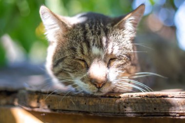 Genç gri kedi caddedeki tahta bir masada uyuyor.