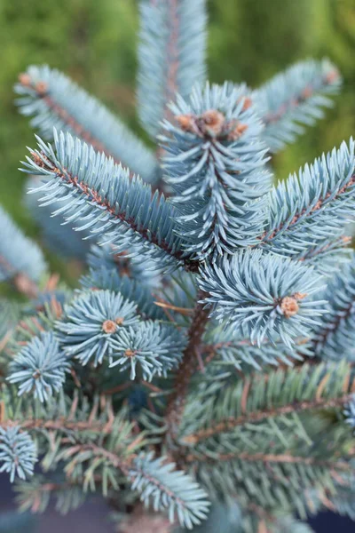 Mavi ladin 'in tepesinde, yakın plan, şenlikli Noel arkaplanı — Stok fotoğraf