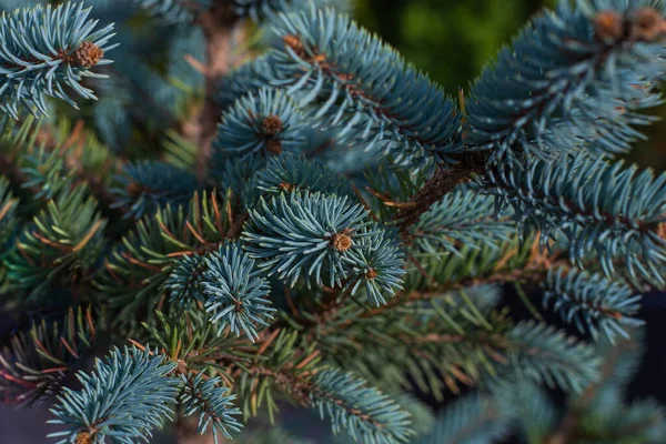 Sfondo di Natale scuro abeti verdi e blu. Modello, texture, sfondo sfocato per il testo — Foto Stock