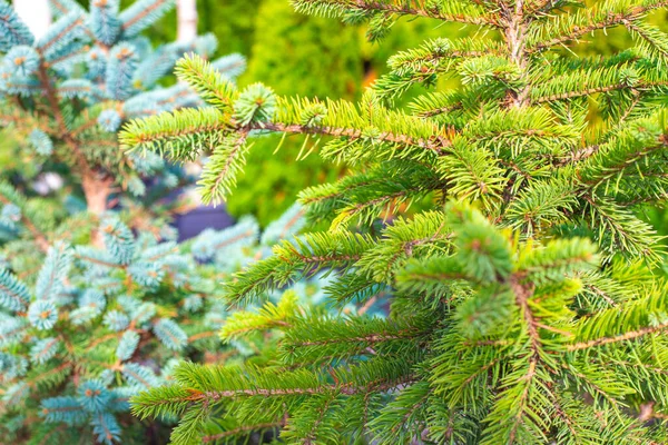 Parlak yeşil ve mavi ladin yakın plan, şenlikli doğal Noel arkaplanı — Stok fotoğraf