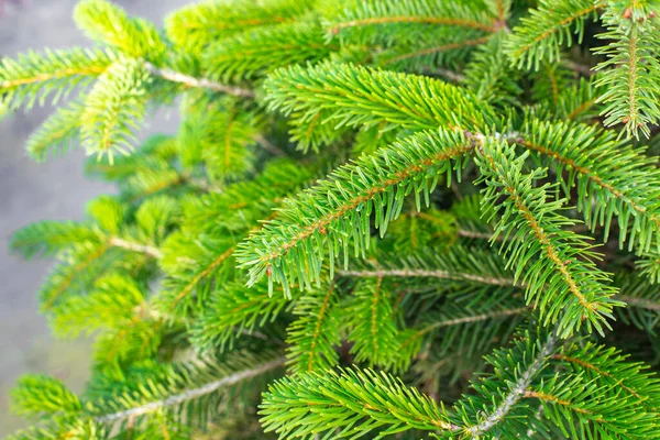 Vacker grön gran gren, naturlig festlig bakgrund, mjuk fokus — Stockfoto