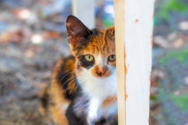 Küçük kızıl benekli kedi bir sandalye bacağının arkasına saklanmış, evcil bir karakter..