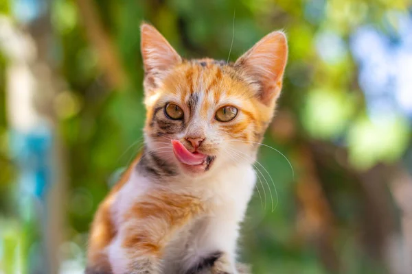 Un piccolo gattino macchiato di zenzero si lecca le labbra dopo aver mangiato, sporgendo la lingua. Una corretta alimentazione animale domestico — Foto Stock