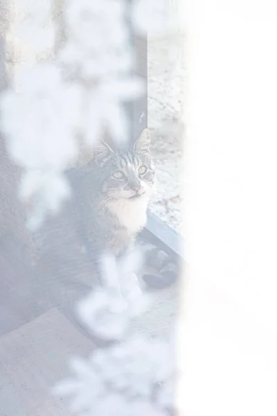 문간에 고양이 — 스톡 사진