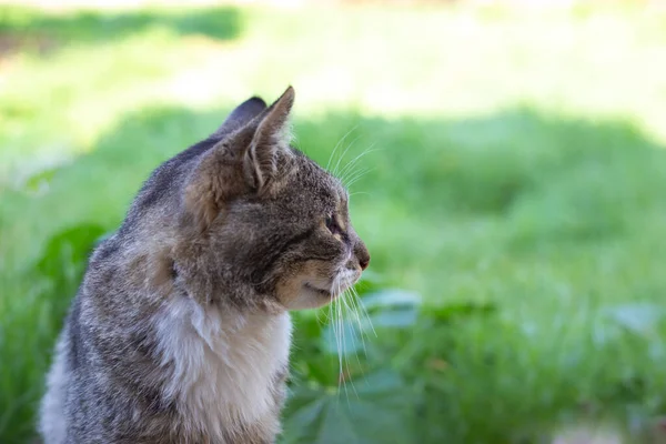 Ung Grå Katt Tittar Sidan Mot Bakgrund Grönt Gräs Sommaren — Stockfoto