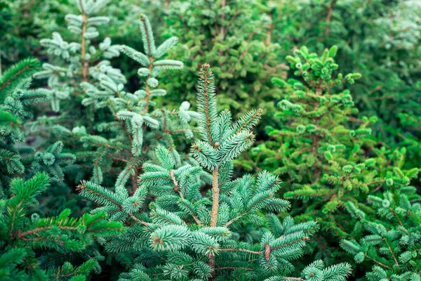 Çok Renkli Noel Ağaçları Tatilde Satılmak Üzere Bebek Odasında Duruyor — Stok fotoğraf