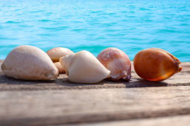 Ahşap arka planda deniz kabukları, mavi deniz, seyahat ve turizm..