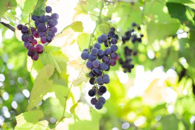 Bir dalda siyah Isabella üzümleri, doğal şarap yapmak için hammadde..