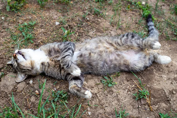 Grå Tabby Katt Sover Slarvigt Rygg — Stockfoto