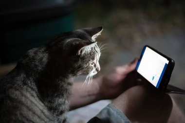 Kedi sahibinin kollarında oturur ve telefon ekranına bakar..
