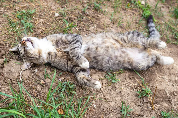 Grå Katt Sover Rygg Med Upphöjda Tassar Marken — Stockfoto