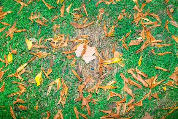 Зеленая Трава Сухими Опавшими Осенними Листьями — стоковое фото