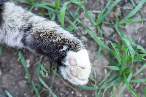 Zampa Gatto Con Artigli Affilati Cura Degli Animali — Foto Stock