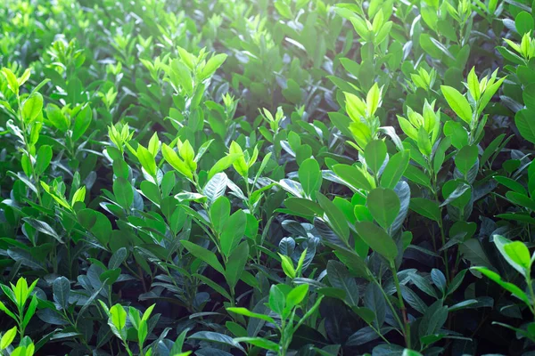 Achtergrond Van Helder Groene Bladeren Van Een Plant Groene Omheining — Stockfoto