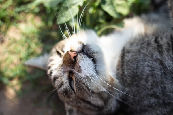 Nöjd Grå Katt Ligger Rygg Med Huvudet Upp Utomhus Sola — Stockfoto