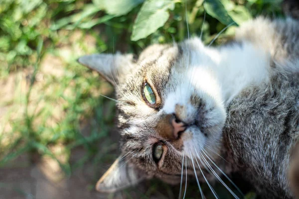 Mynning Katt Med Gröna Ögon Som Ligger Gräset — Stockfoto
