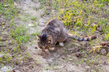 Gri kedi bir fare yakaladı ve onu sokakta yedi. Hayvanlarda temel içgüdü.