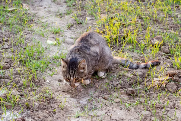 Grå Katt Fångade Mus Och Äter Den Gatan Grundläggande Instinkt — Stockfoto