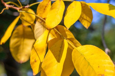 Sarı yapraklı bir ağacın dalına, yakın plan. Parkta sonbahar.