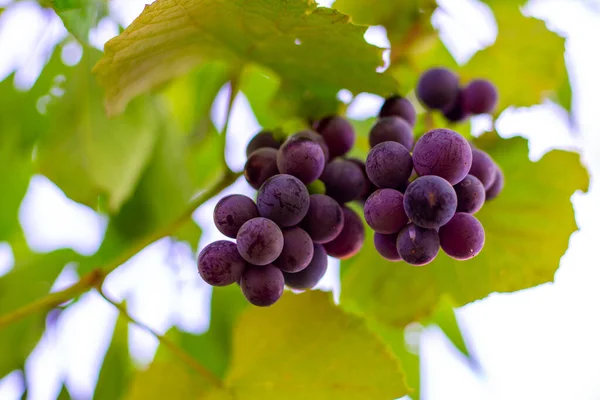 Grappolo Uva Vino Isabella Nera Matura Che Pende Una Vite — Foto Stock