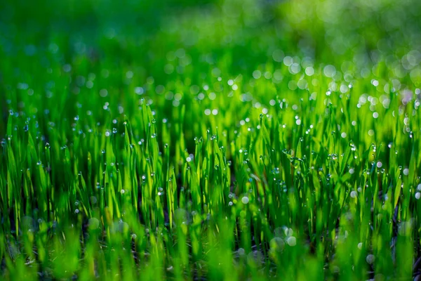 深绿色的草叶 有露珠和温和的防腐剂 文本的位置 有选择的焦点 — 图库照片