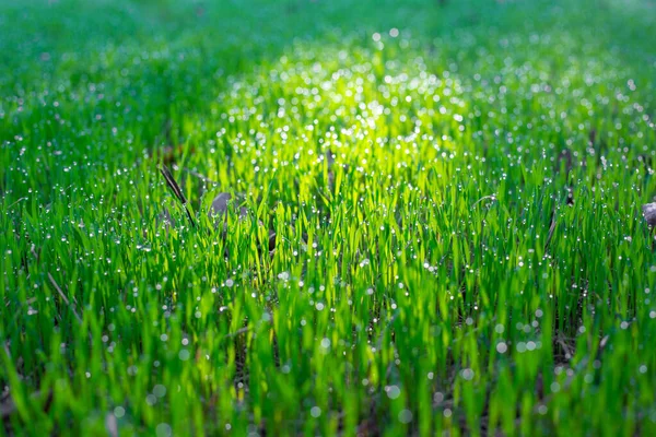 Zonnestraal Valt Heldergroen Jong Gras Met Dauwdruppels Mooie Natuurlijke Zomer — Stockfoto