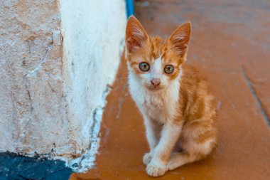 Beyaz bir duvarın yanında küçük kırmızı benekli kedi yavrusu. Sevimli hayvanlar.
