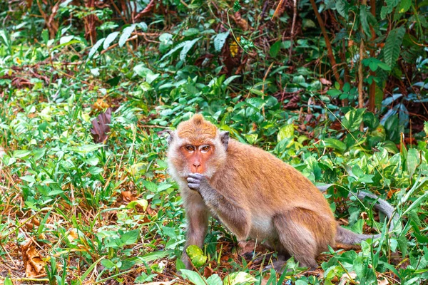 Monkey macaque in the jungle. Tropical animal in nature.