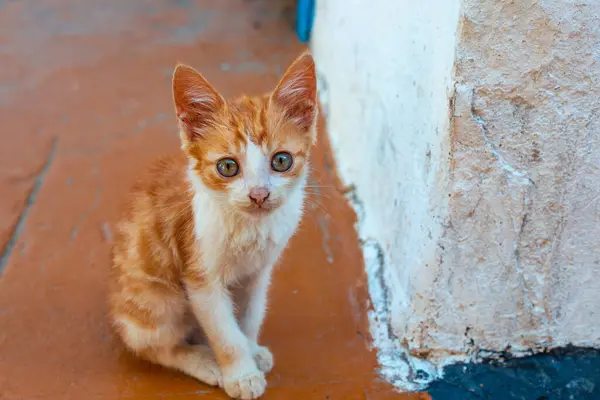 Liten Röd Fläckig Kattunge Nära Vit Vägg Härliga Husdjur — Stockfoto