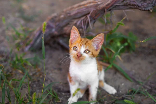 Cute Kotek Czerwonym Białym Kolorze Domowy Zwierzak Zewnątrz Trawie Mały — Zdjęcie stockowe