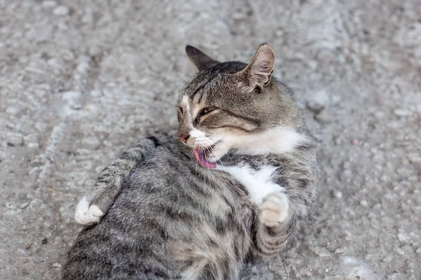 Gato Feliz Encontra Suas Costas Lava Animais Estimação Limpos — Fotografia de Stock