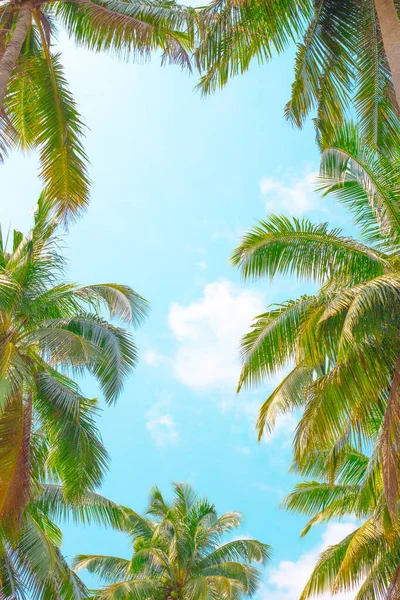 Céu Azul Emoldurado Por Folhas Palmeira Viagens Turismo Para Países — Fotografia de Stock