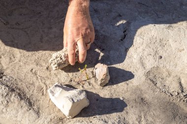 Adam bir selvi ağacının filizini taşlarla kaplıyor. Çevresel koruma. Sukko Gölü Doğa Koruma Alanı