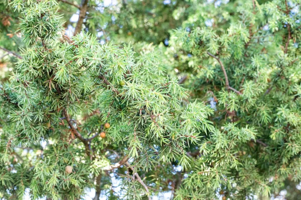 Albero Ginepro Sfondo Verde Sfocato Forma Ago Impianto Prezioso Nel — Foto Stock