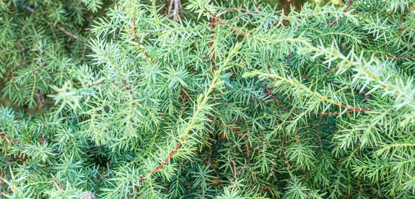 Albero Ginepro Sfondo Verde Sfocato Forma Ago Impianto Prezioso Nel — Foto Stock