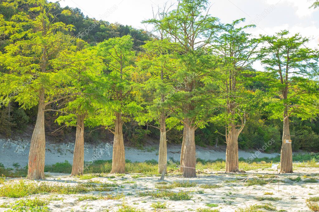 Cypress trees with thick trunks and green crowns on Lake Sukko in southern Russia. Travel and tourism.