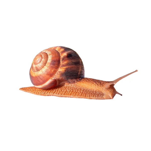 一只长着大壳的葡萄褐色蜗牛在爬行 用于印刷的孤立图像 治疗蜗牛粘液素 — 图库照片