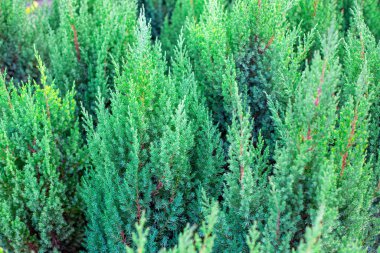 ardıç ağacı Virginsky çalıları, bahçenin dekorasyonu ve tasarımı için yemyeşil bitki..