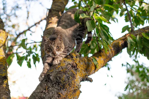 Gray Tabby Cat Sits Tree Street Homeless Scared Animals — Stockfoto