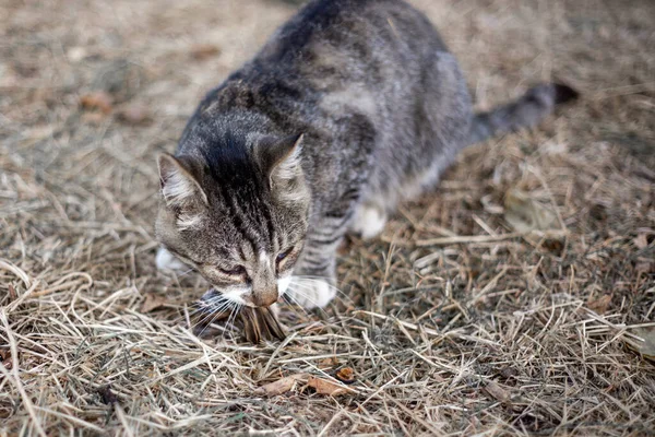 Street Gray Tabby Cat Has Caught Sparrow Eating Wild Animals — Stockfoto
