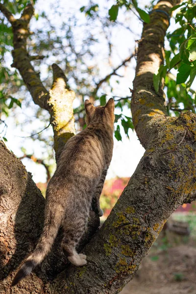 Gray tabby cat sits on a tree, rear view. Street animals hunt birds, hunt down prey