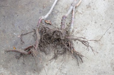 Bahçesinde toprak parçaları olan bir meyve bitkisinin kök sistemi. Meyve ağacı fideleri satın almak. Bitki yetiştirme ve bahçıvanlık.