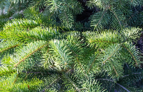 Naturalne Tło Zielonych Ciernistych Gałęzi Świerku Tekstura Świąteczna Wzór — Zdjęcie stockowe