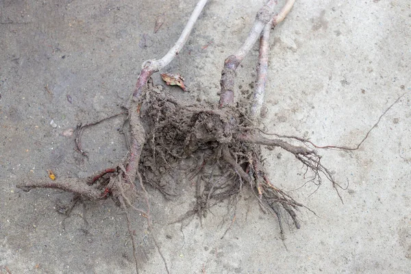 Système Racinaire Une Plante Fruitière Avec Des Morceaux Terre Dans — Photo