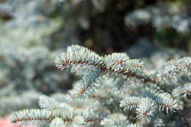 Christmas background blue spruce,selective focus. Coniferous plant, close-up